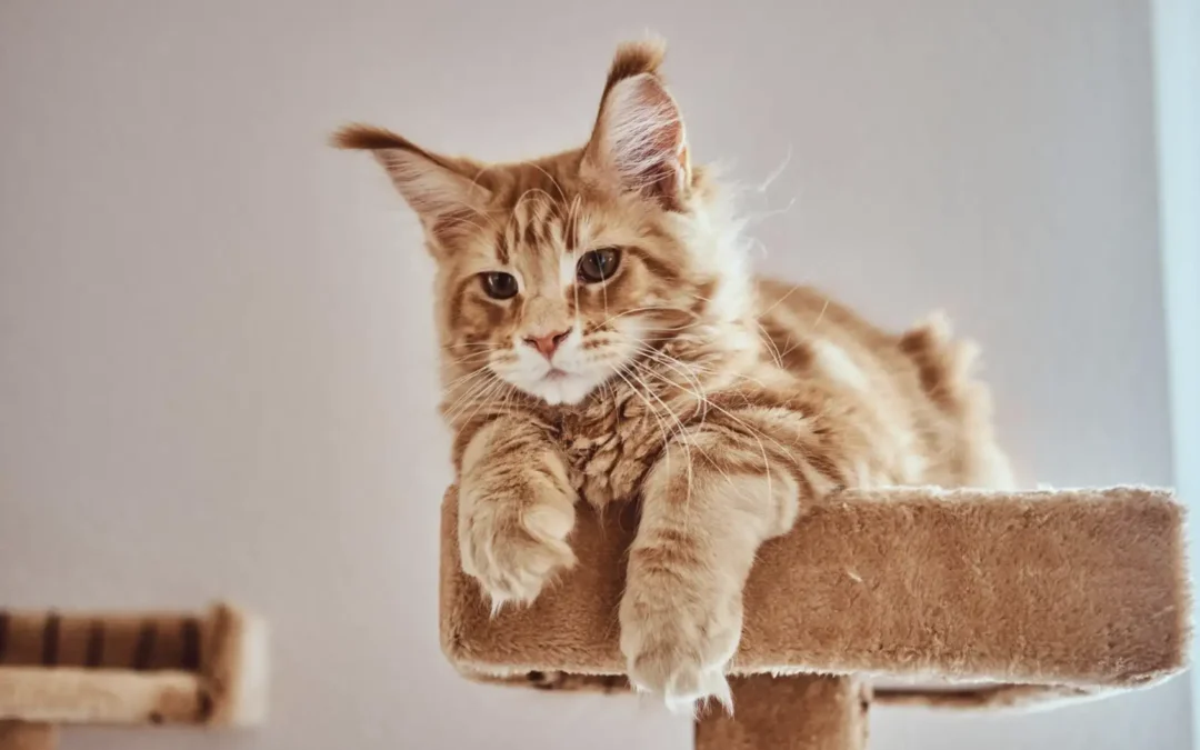 Welcoming a Feline Friend: Your Guide to Adopting a Cat